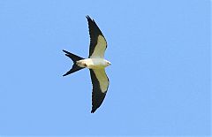 Swallow-tailed Kite